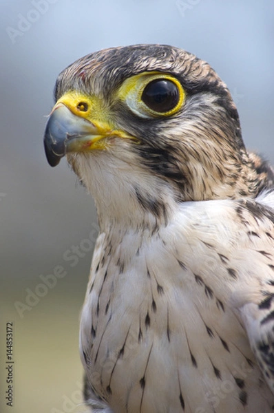 Fototapeta Falco nobile