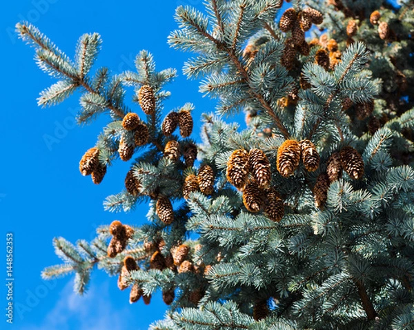 Obraz Many cones on the branches of spruce, blue sky background, sunny day