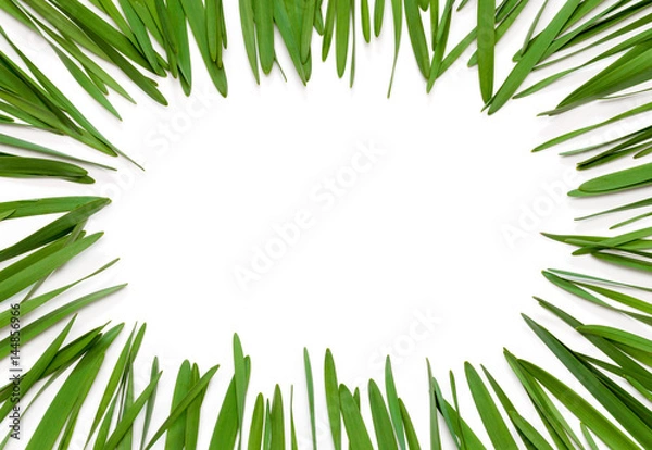 Obraz Frame from green leaves on a white background with space for text, view from the top