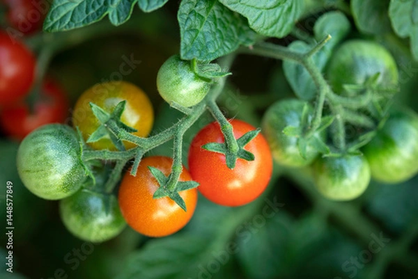 Fototapeta Green and red tomatoes growing in a garden. Closeup tomato branch with red and green tomatoes.