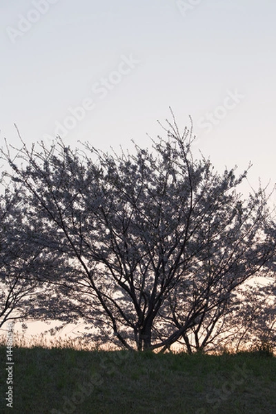 Obraz 夜明けの桜