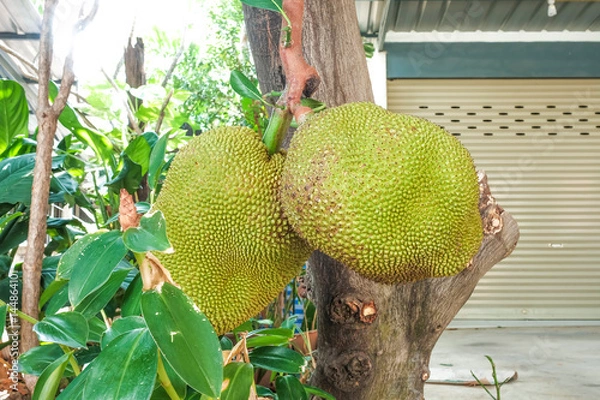 Obraz Jack fruit tree