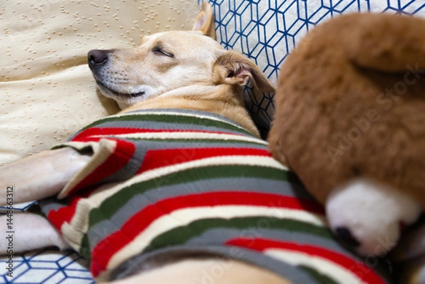 Obraz Mongrel dog sleeping on a sofa with teddy bear, wearing a striped outfit