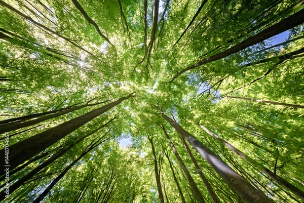 Fototapeta A beautiful lush green forest canopy with sunlight gently streaming through the trees above