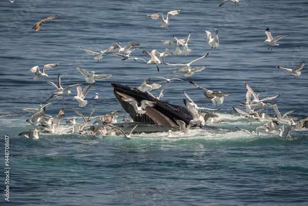 Obraz Humpback Whale bubblenet feeding off the coast of Cape Cod 