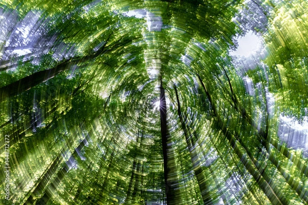 Fototapeta A Beautiful Spiral View of a Lush, Vibrant Green Forest Canopy Overhead and Beyond
