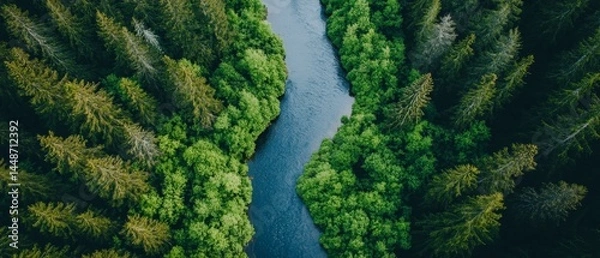Fototapeta A river with trees on both sides