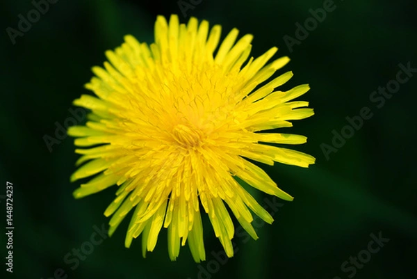 Fototapeta A vibrant and beautifully blooming yellow dandelion flower showcasing its bright colors and details