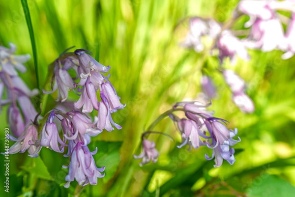 Fototapeta Beautiful, delicate purple wildflowers thrive in a lush, natural green environment all around