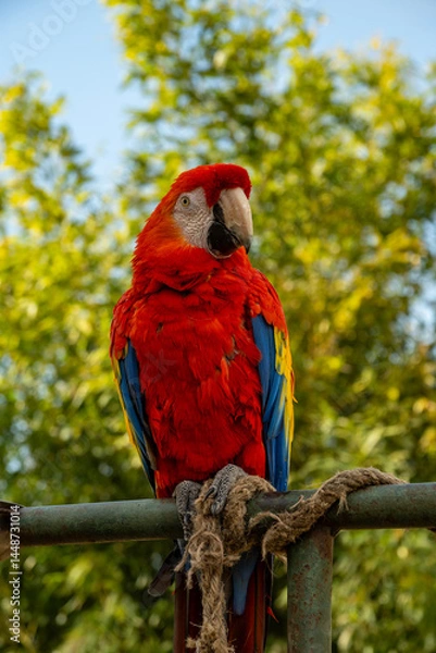 Fototapeta Parrot resting on a branch in the forest area