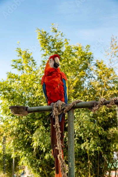 Fototapeta Parrot resting on a branch in the forest area