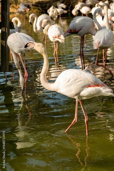 Fototapeta flamingos resting in a wetland