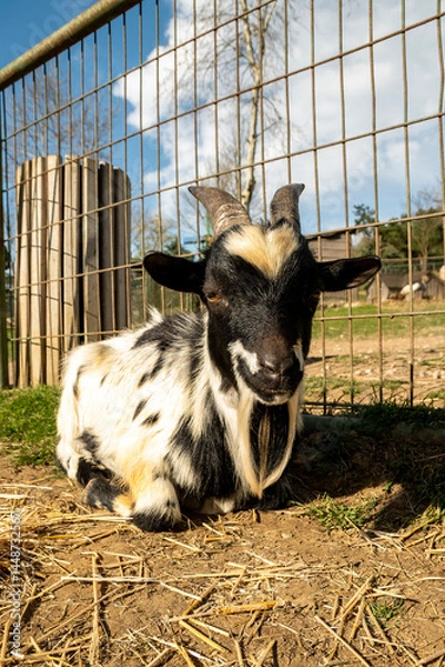 Fototapeta A goat resting in the evening on a farm
