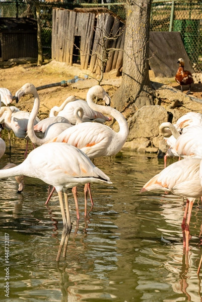 Fototapeta flamingos resting in a wetland