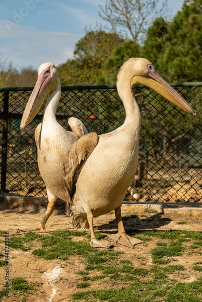 Fototapeta Two pelicans rest in the park in the evening