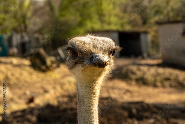 Fototapeta Portrait of an ostrich in the evening