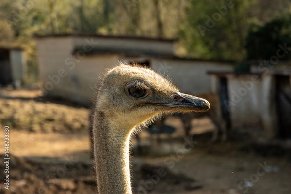Fototapeta Portrait of an ostrich in the evening
