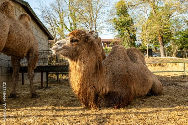 Fototapeta A tired camel is resting one evening