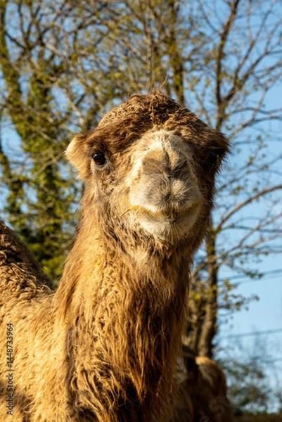 Fototapeta A tired camel is resting one evening