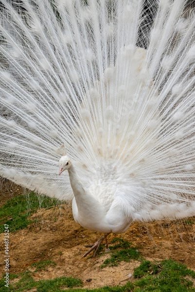 Fototapeta a peacock with its feathers spread