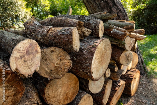 Fototapeta Woodpile piled up in the forest
