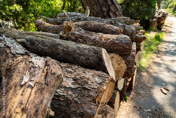 Fototapeta Woodpile piled up in the forest