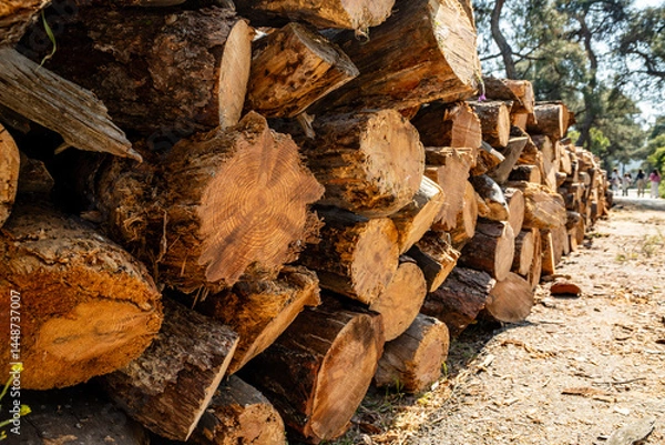 Fototapeta Woodpile piled up in the forest