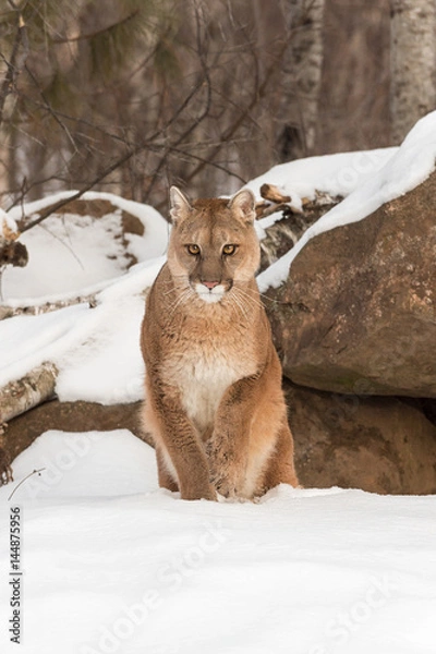 Fototapeta Adult Female Cougar (Puma concolor) Lifts Paw From Snow