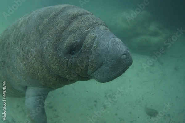 Obraz Manatee in Crystal river Florida
