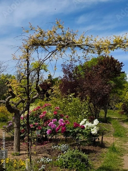 Obraz lovely summer garden