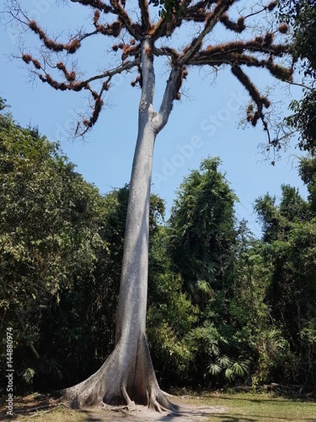 Fototapeta Alter Baum im Regenwald in Guatemala in Tikal