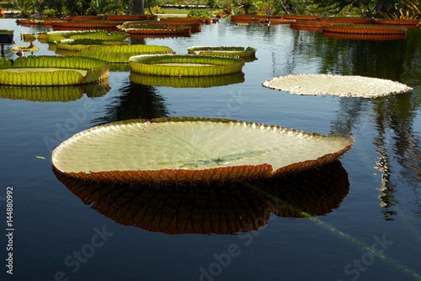 Obraz Giant lily pads