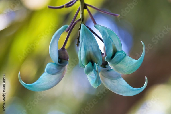 Fototapeta Selective focus view of a jade green jade bloom.