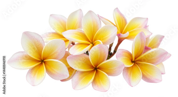 Fototapeta A cluster of frangipani flowers with yellow centers and white and pink petals isolated on black