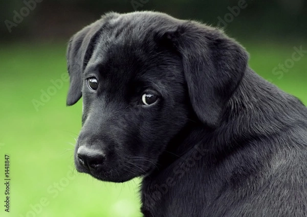 Obraz smutny szczeniak