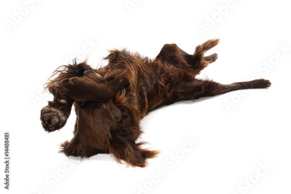 Obraz Hund gehts gut