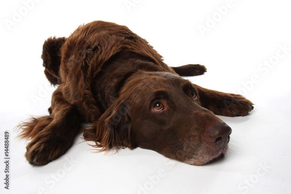 Obraz Deutsch Langhaar