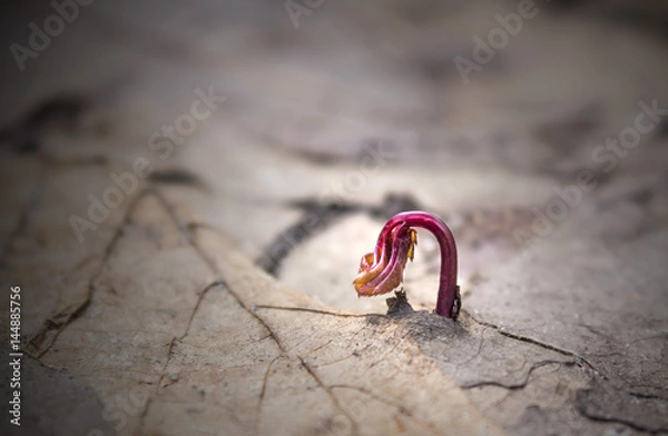 Obraz Young sprout in springtime