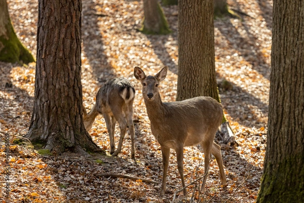 Fototapeta Wild deer in the forest in autumn. Deer in the wild nature in the forest park
