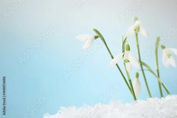 Fototapeta Beautiful snowdrops on snow against light blue background, closeup. Space for text