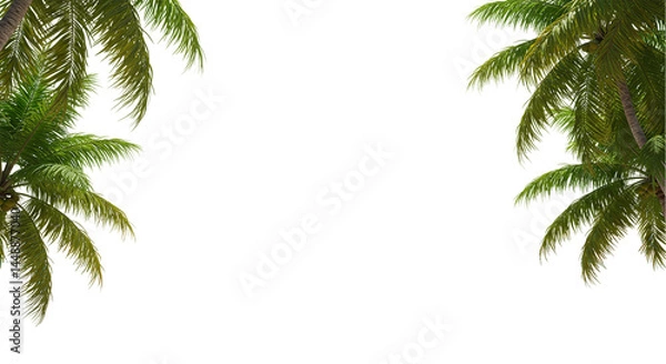 Fototapeta View of two palm trees on either side of a black background creating a frame like effect outdoors