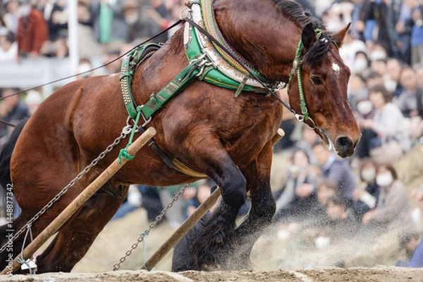 Obraz 東北輓馬競技大会 障害を超える輓馬