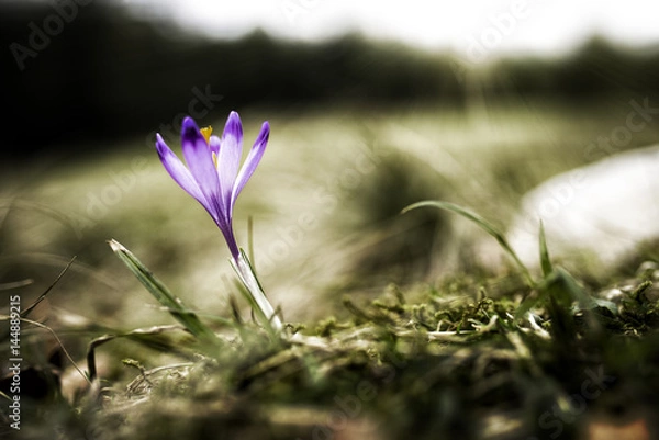 Obraz Crocus heuffelianus