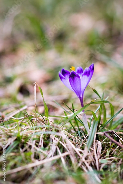 Obraz Crocus heuffelianus