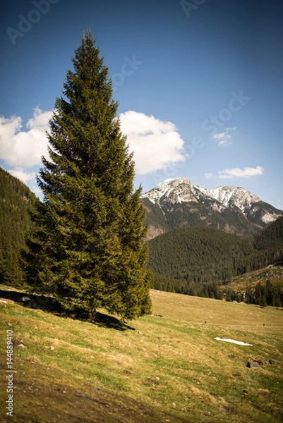 Obraz Lonely Tree