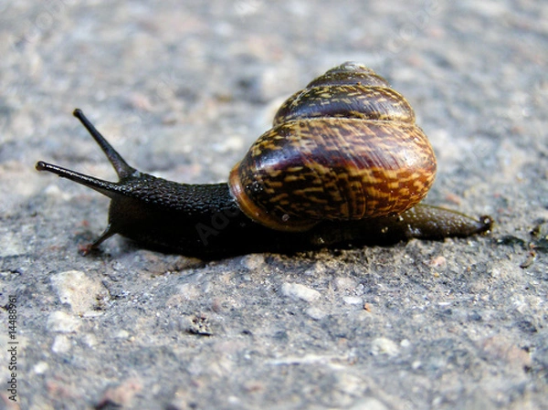 Obraz Snail
