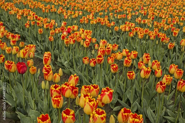 Fototapeta Rows of Vibrant Banja Luka/Yellow and Ruby Red Colored Tulips Green Stems/Leaves, No Sky, No People, Daytime - Wooden Shoe Tulip Farm, Oregon (HDR Image)