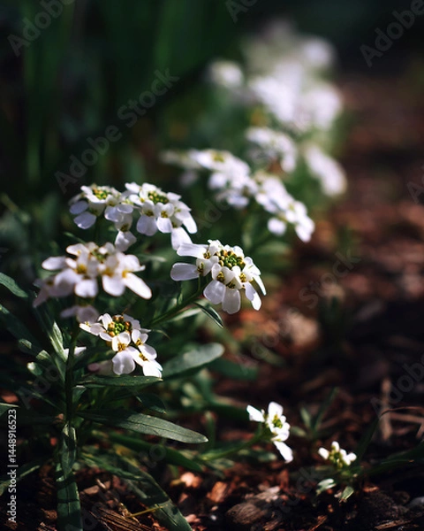 Fototapeta A bunch of white flowers are in a field