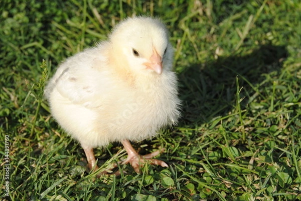 Fototapeta poussin