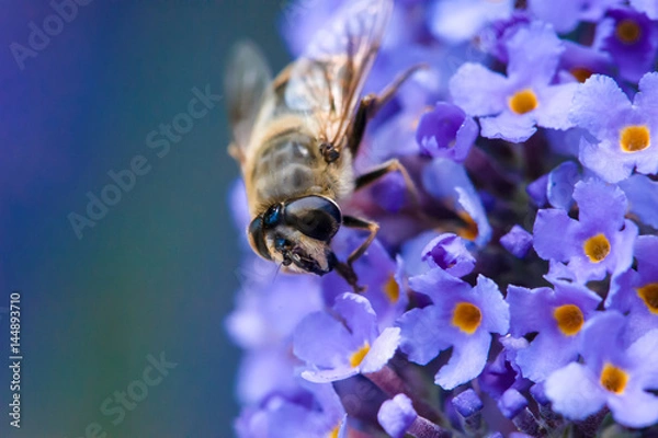 Obraz Bee on blue flowers